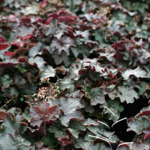 Coral Bells 'Palace Purple'