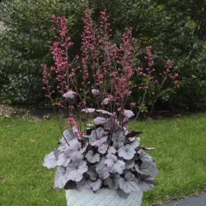 Coral Bells 'Silver Gumdrop' G1