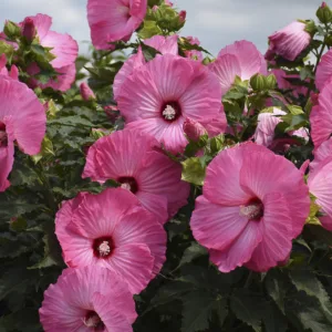 Hibiscus 'Airbrush Effect' G2