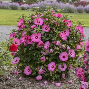 Hibiscus 'Candy Crush'