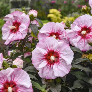 Hibiscus 'Cherry Choco Latte' G2