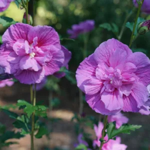 Rose of Sharon 'Dark Lavender Chiffon' G3