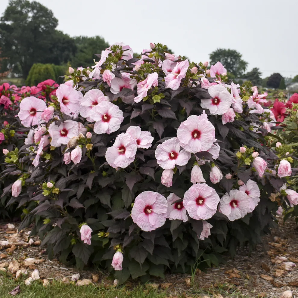 Hibiscus 'Dark Mystery' G2 - Image 2