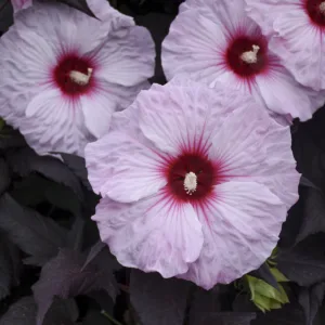 Hibiscus 'Dark Mystery' G2