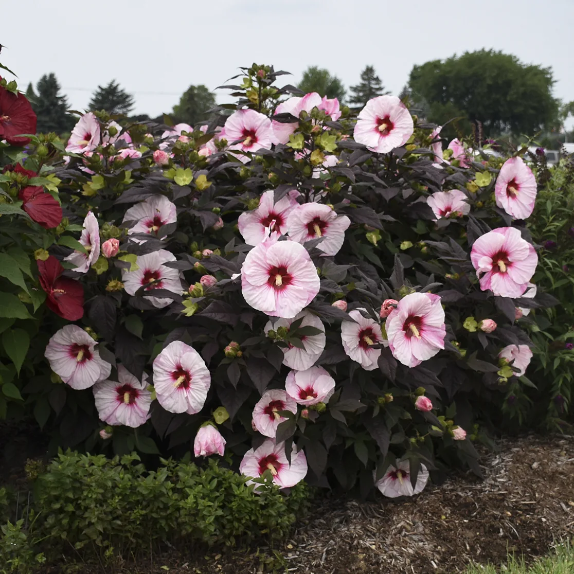 Hibiscus 'Perfect Storm' G2 - Image 2