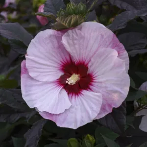 Hibiscus 'Perfect Storm' G2