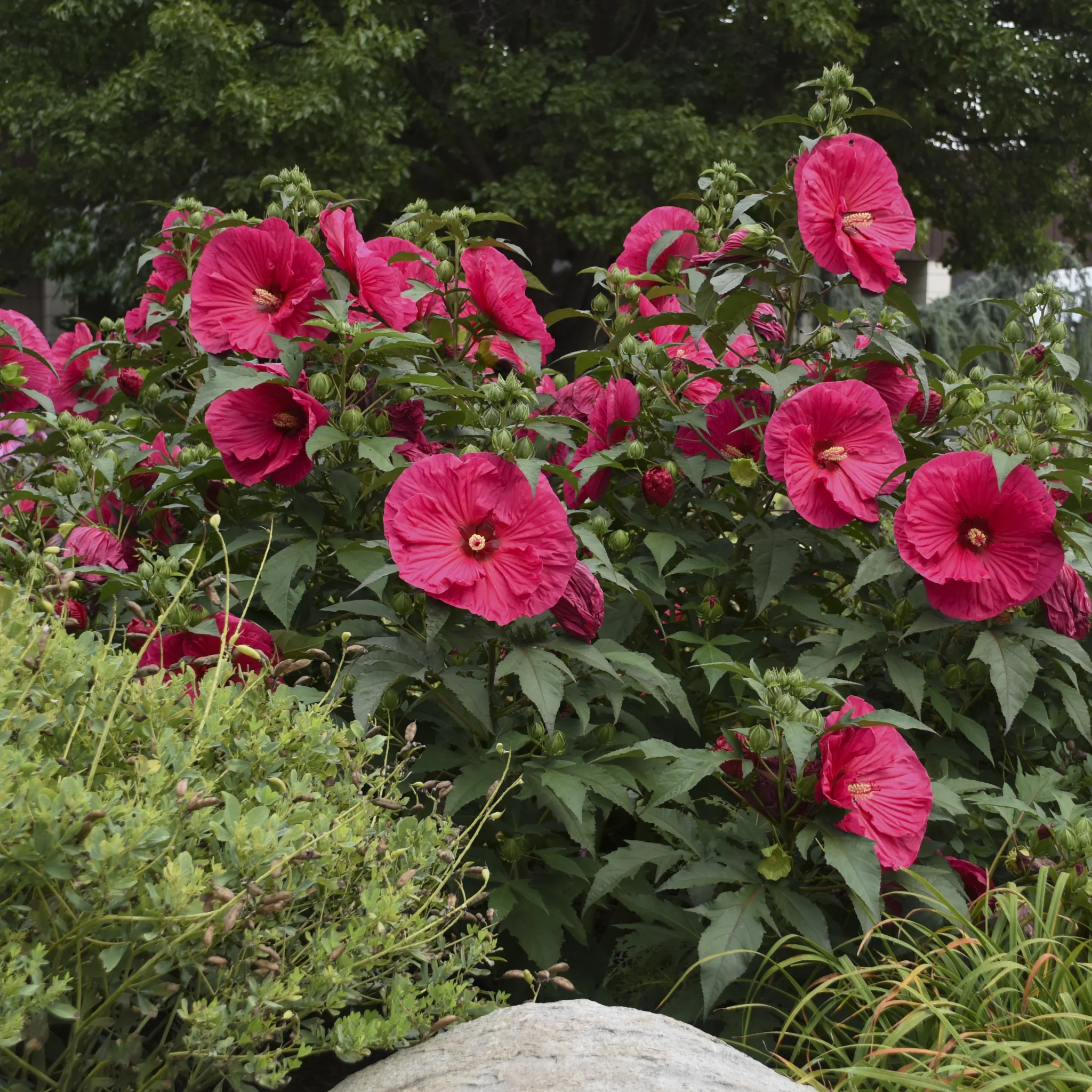 Hibiscus 'Summer in Paradise' - Image 2