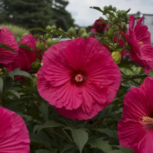 Hibiscus 'Summer in Paradise'