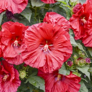 Hibiscus 'Valentine's Crush' G2