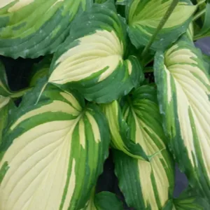 Hosta 'Angel Falls' G1.5