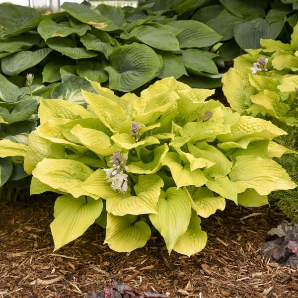 Hosta 'Coast to Coast' G1 - Image 2
