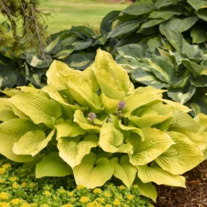Hosta 'Coast to Coast' G1