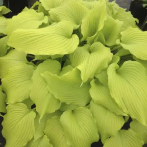 Hosta 'Dancing Queen' G1.5
