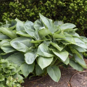 Hosta 'Empress Wu'