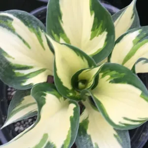 Hosta 'Fire & Ice'