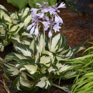 Hosta 'Fire & Ice'