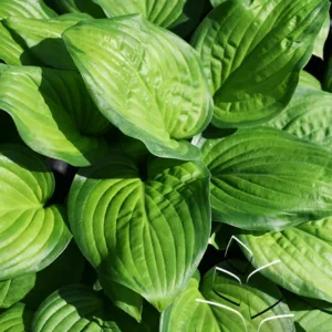 Hosta 'Guacamole'