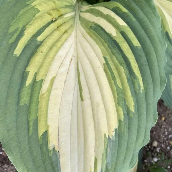 Hosta 'Love Story' G1 - Image 2