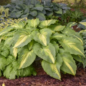 Hosta 'Love Story' G1