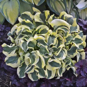 Hosta 'Mini Skirt' G1