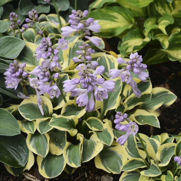 Hosta 'Mini Skirt' G1 - Image 2