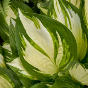 Hosta 'Miss America' G1