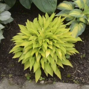 Hosta 'Munchkin Fire' G1