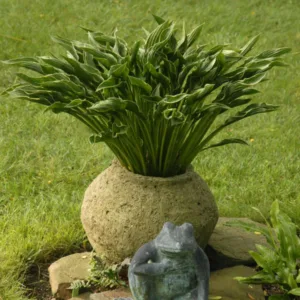Hosta 'Praying Hands' G1.5