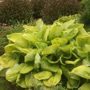 Hosta 'Sum & Substance'