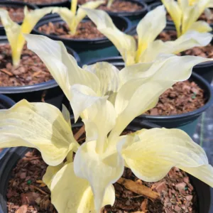 Hosta 'White Feather' G1.5