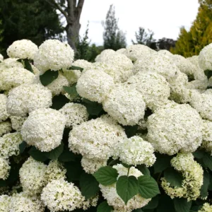 Hydrangea 'Incrediball Storm Proof' G3