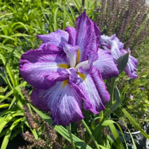 Iris, Japanese 'Harlequinesque' G1