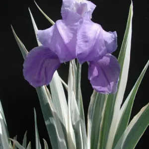Iris, Sweet 'Argentea-Variegata' G1