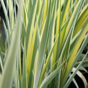 Iris, Sweet 'Aureo-Variegata' G1