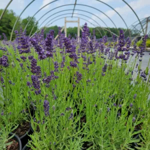 Lavender, English 'Big Time Blue' G1