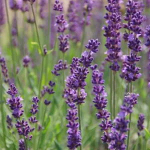 Lavender 'Phenomenal'