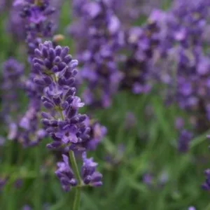 Lavender, English 'SuperBlue' G1