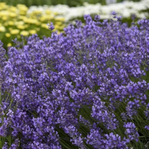 Lavender, English 'Munstead'