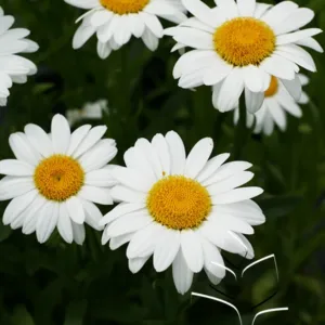 Shasta Daisy 'Becky' G1