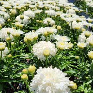 Shasta Daisy 'Marshmallow' G1