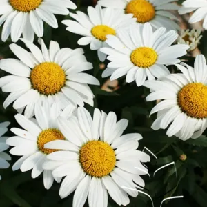 Shasta Daisy 'Snow Cap' G1
