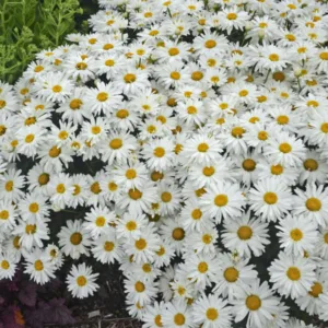 Shasta Daisy 'Whoops-a-Daisy' G1