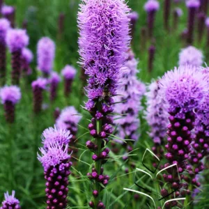 Gayfeather 'Kobold'
