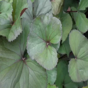 Ligularia 'Desdemona' G1