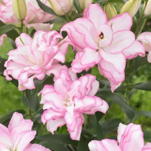 Lily 'Roselily Anouska' G1