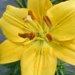 Lily 'Looks Tiny Bee' G1