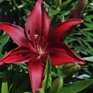 Lily 'Looks Tiny Ghost' G1
