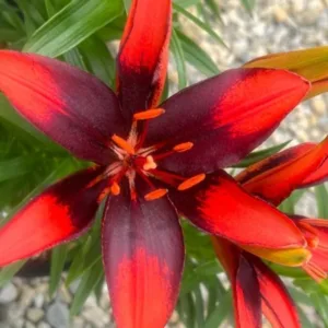 Lily 'Looks Tiny Ink' G1