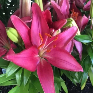 Lily 'Looks Tiny Pearl' G1