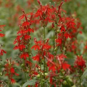 Cardinal Flower (red)